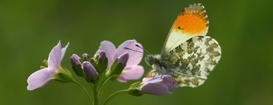 Lila Blume in der Bildmitte mit Schmetterling auf einer der rechten Blütenblätter.